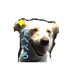 愛犬(コロン)のスタンプ（個別スタンプ：6）