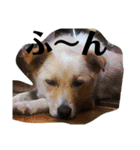 愛犬(コロン)のスタンプ（個別スタンプ：7）