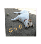 愛犬(コロン)のスタンプ（個別スタンプ：8）