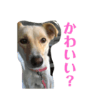 愛犬(コロン)のスタンプ（個別スタンプ：9）