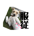 愛犬(コロン)のスタンプ（個別スタンプ：10）