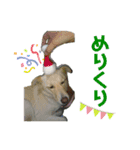 愛犬(コロン)のスタンプ（個別スタンプ：12）