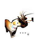 愛犬(コロン)のスタンプ（個別スタンプ：13）