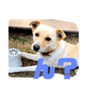愛犬(コロン)のスタンプ（個別スタンプ：14）
