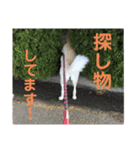 愛犬(コロン)のスタンプ（個別スタンプ：15）
