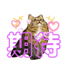 短足マンチカンのクリスタちゃん♀7（個別スタンプ：1）