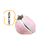 短足マンチカンのクリスタちゃん♀7（個別スタンプ：2）
