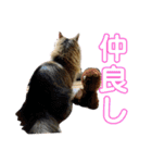 短足マンチカンのクリスタちゃん♀7（個別スタンプ：4）