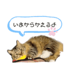 短足マンチカンのクリスタちゃん♀7（個別スタンプ：6）