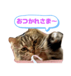 短足マンチカンのクリスタちゃん♀7（個別スタンプ：12）