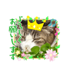 みけねこの会話（個別スタンプ：2）