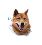 姫っこワンコ（個別スタンプ：1）