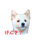 姫っこワンコ（個別スタンプ：2）