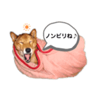 姫っこワンコ（個別スタンプ：5）