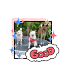 姫っこワンコ（個別スタンプ：8）