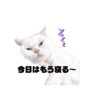 マンチカンのみかん（個別スタンプ：2）