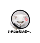 マンチカンのみかん（個別スタンプ：3）