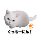 マンチカンのみかん（個別スタンプ：7）