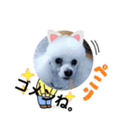ワンちゃん仲間たち（個別スタンプ：2）