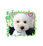 ワンちゃん仲間たち（個別スタンプ：11）