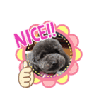 ワンちゃん仲間たち（個別スタンプ：13）