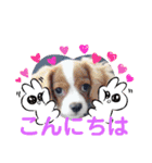 ワンちゃん仲間たち（個別スタンプ：14）