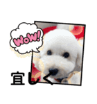 ワンちゃん仲間たち（個別スタンプ：15）