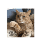 むぎさん！（個別スタンプ：28）