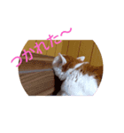 だるだるちゃびたん（個別スタンプ：4）