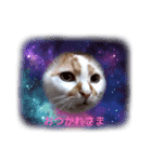 だるだるちゃびたん（個別スタンプ：5）