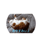だるだるちゃびたん（個別スタンプ：7）