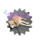 いつでももん太（個別スタンプ：1）