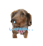 ダックスのあーたんだよ◡̈（個別スタンプ：1）