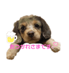 ダックスのあーたんだよ◡̈（個別スタンプ：8）