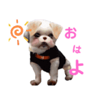 犬編（個別スタンプ：1）
