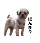 犬編（個別スタンプ：2）