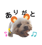 犬編（個別スタンプ：4）