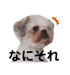 犬編（個別スタンプ：7）