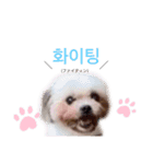犬編（個別スタンプ：8）