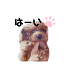 犬編（個別スタンプ：9）