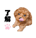 犬編（個別スタンプ：11）