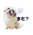 犬編（個別スタンプ：13）