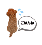 犬編（個別スタンプ：14）