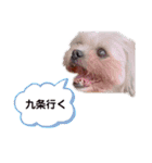 犬編（個別スタンプ：15）