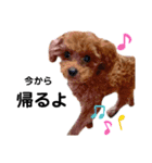 犬編（個別スタンプ：16）