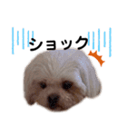 犬編（個別スタンプ：17）