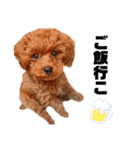 犬編（個別スタンプ：18）