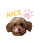犬編（個別スタンプ：20）