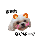 犬編（個別スタンプ：21）
