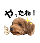 犬編（個別スタンプ：22）